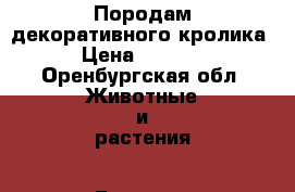 Породам декоративного кролика › Цена ­ 1 000 - Оренбургская обл. Животные и растения » Грызуны и Рептилии   